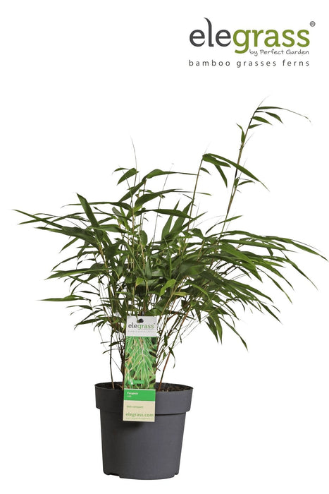 Bambus - Fargesia Rufa - ↨40Cm - Ø14 - Udendørs Plante