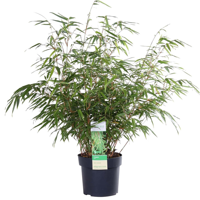 Bambus - Fargesia Rufa - ↨60Cm - Ø19 - Udendørs Plante