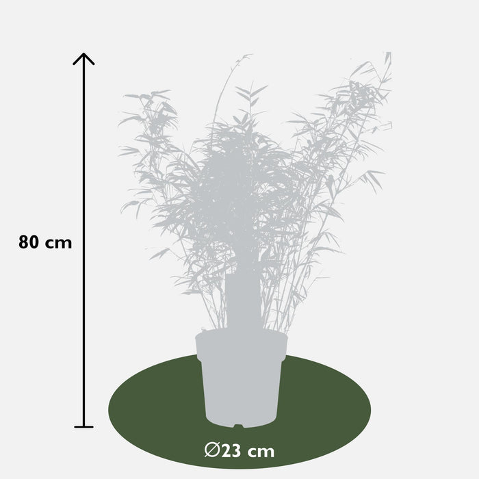 Bambus Fargesia Rufa - ↨80Cm - Ø23 - Udendørs Plante