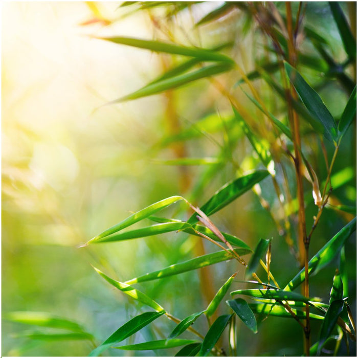 Bamboo Fargesia Rufa - Sæt Med 6 Stk