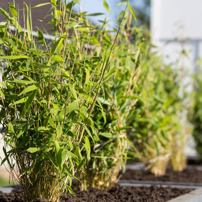 Bamboo Fargesia Rufa - Sæt Med 6 Stk
