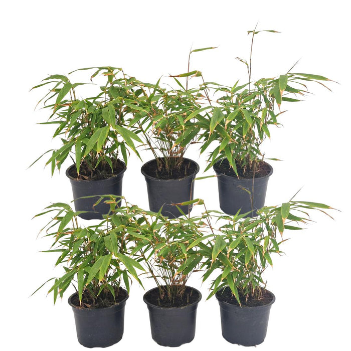 Bamboo Fargesia Rufa - Sæt Med 6 Stk