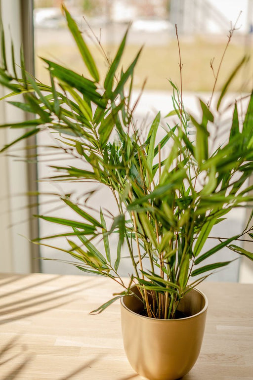 Royal Bamboo - Kunstig Grøn Plante