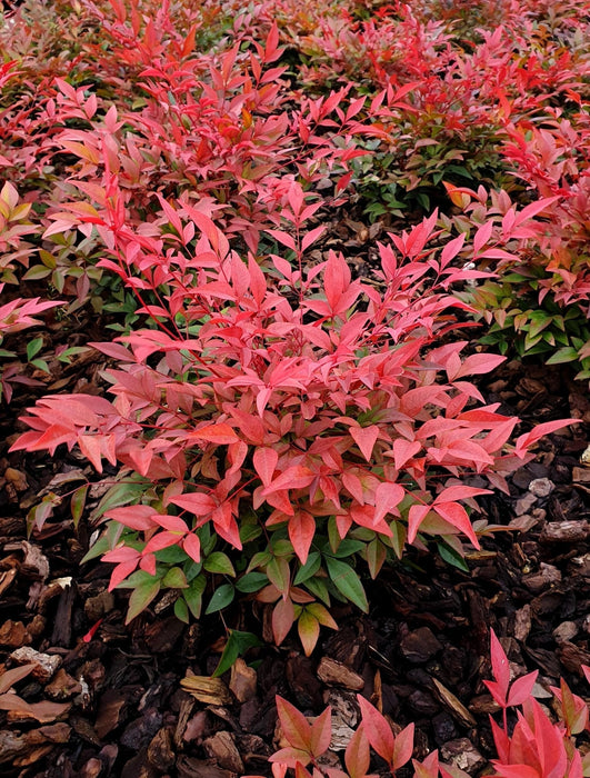 Hellig Bambus - ↨10Cm - Ø13Cm - Udendørs Plante