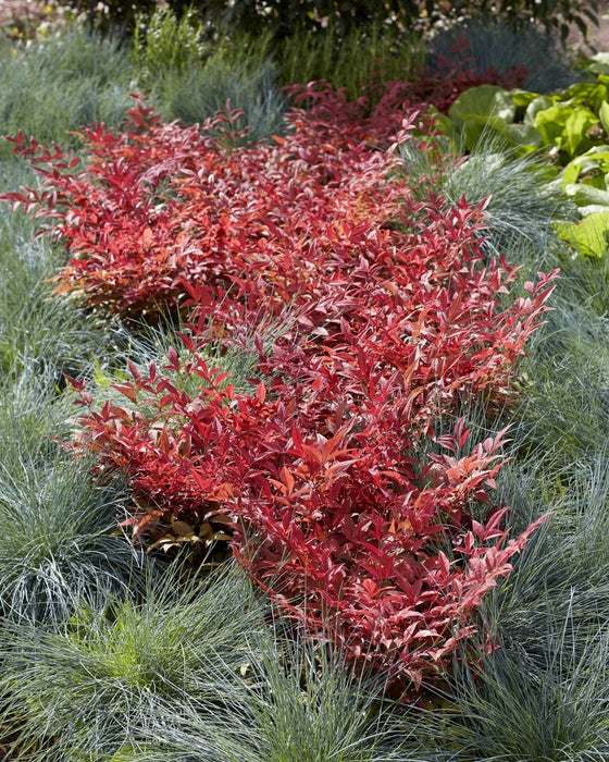 Hellig Bambus - ↨10Cm - Ø13Cm - Udendørs Plante