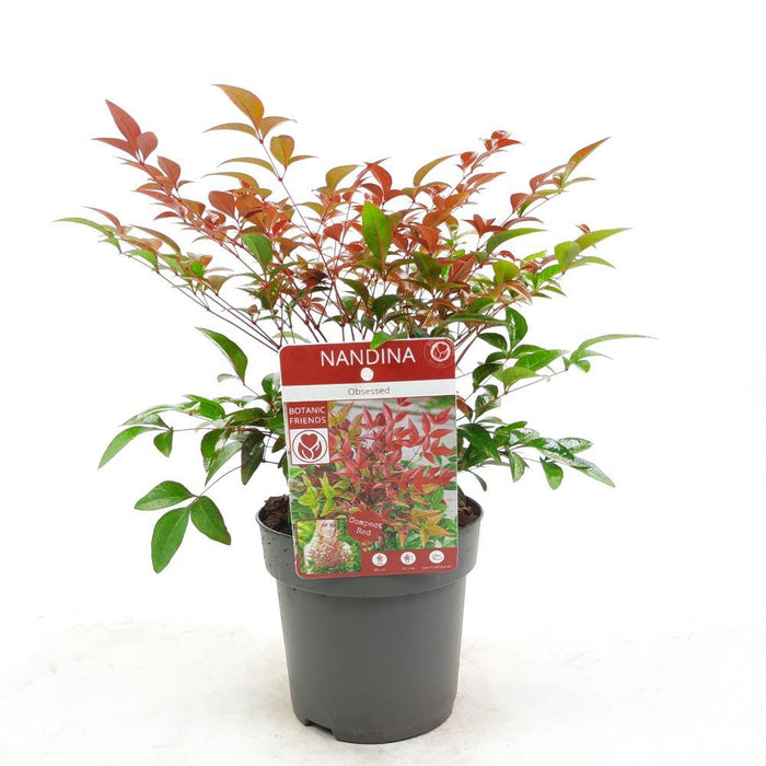 Hellig Bambus - ↨10Cm - Ø13Cm - Udendørs Plante