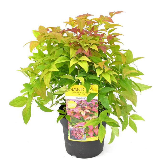 Hellig Bambus. 'Blush Pink'® - ↨30Cm - Ø19Cm - Hækplante