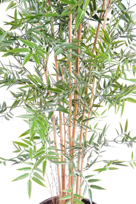 Uv-Resistent Kunstig Bambus Til Indvendig Og Udvendig