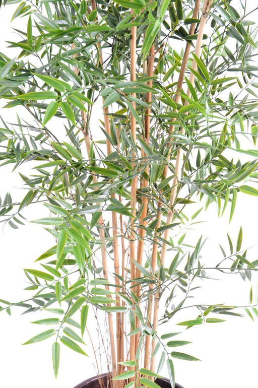 Uv-Resistent Kunstig Bambus Til Indvendig Og Udvendig
