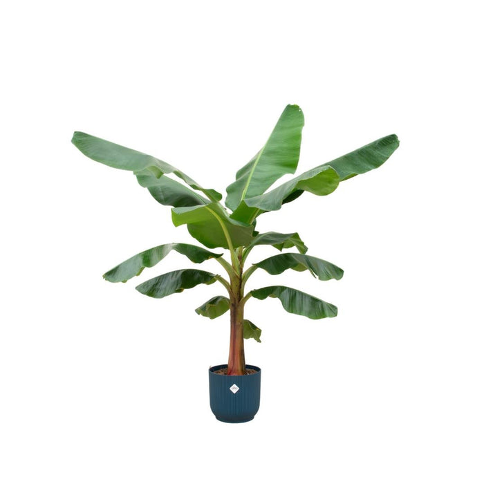Musa Banantræ 150 Cm Og Dets Potte