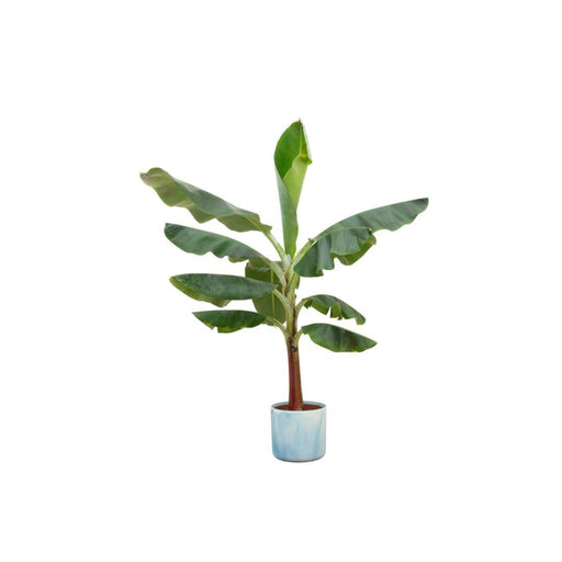 Musa Banantræ Med Havpotte Ø22 - 120 Cm