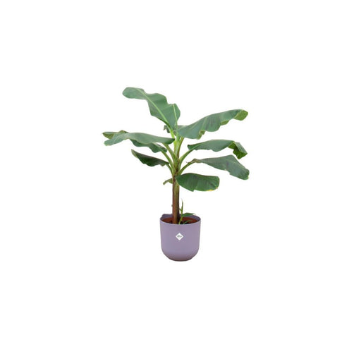 Musa Banana Tree And It Its Pot Elho Jazz Lila Ø23 - 120 Cm