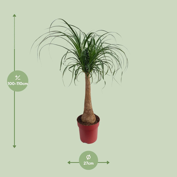 Beaucarnea Maya Palme