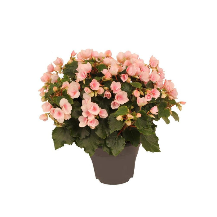 Begonia Betulia Lys Pink