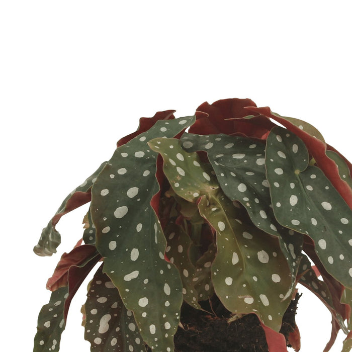 Begonia Maculata - Sæt Med 2