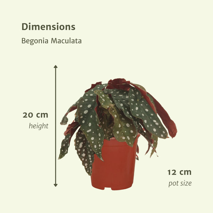 Begonia Maculata - Sæt Med 2