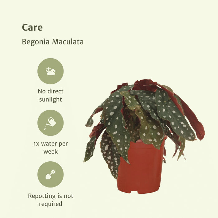 Begonia Maculata - Sæt Med 2