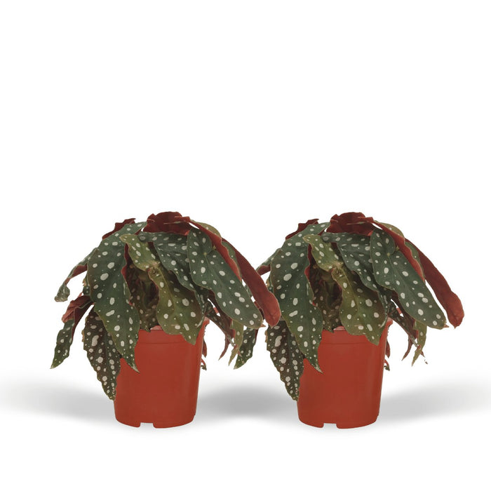 Begonia Maculata - Sæt Med 2