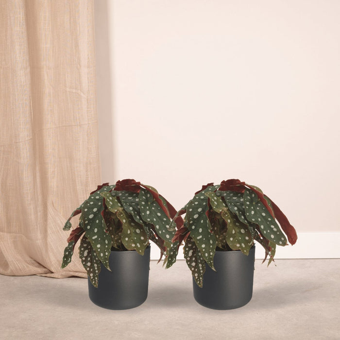 Begonia Maculata - Sæt Med 2