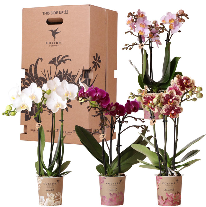 Surprise Box: 4 High-End Varierede Orkideer