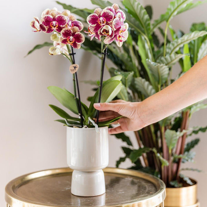 Orchid Surprise Box - 4 Ensfarvede Planter Uden Potte