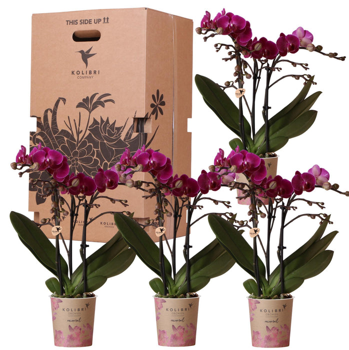 Orchid Surprise Box - 4 Ensfarvede Planter Uden Potte