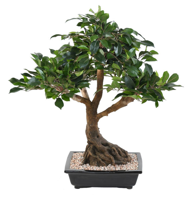 Kunstig Ficus Bonsai I Kop 58 Cm Indendørs Plante