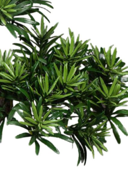 Kunstig Podocarpus Bonsai 50 Cm Til Indendørs