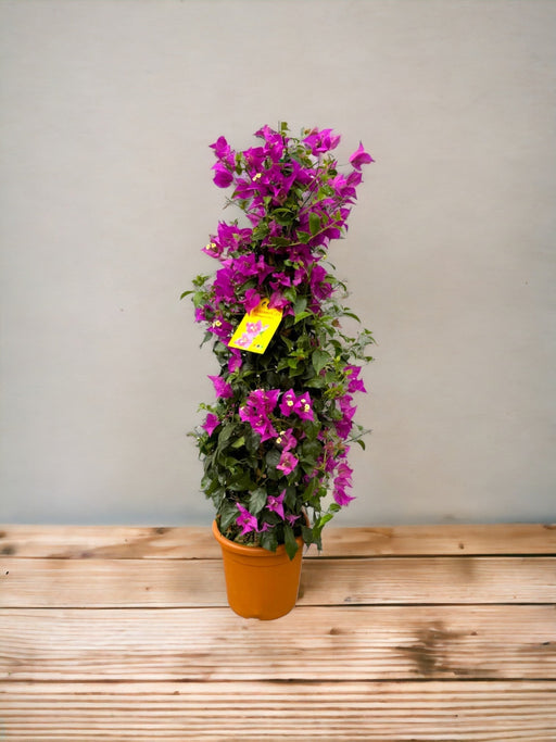 Bougainvillea Pyramid Fuschia