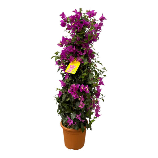 Bougainvillea Pyramid Fuschia