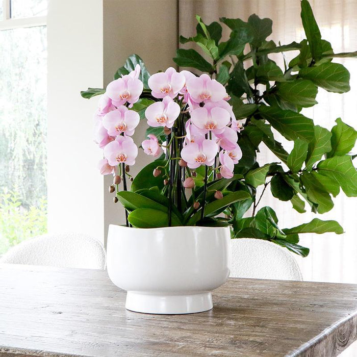 Orkideer Og Rhipsalis Buket I Scandic Fad Med Reservoir