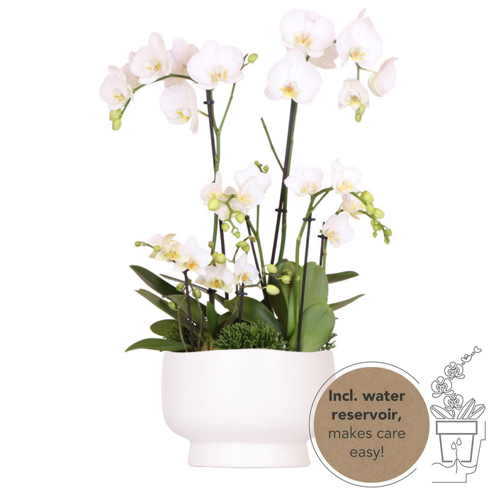 Orkideer Og Rhipsalis Buket I Scandic Fad Med Reservoir