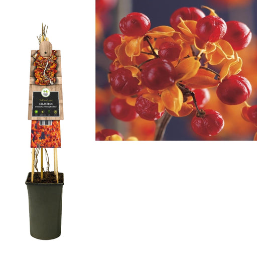 Bøddel Af Celastrus Træer D17Cm H75Cm