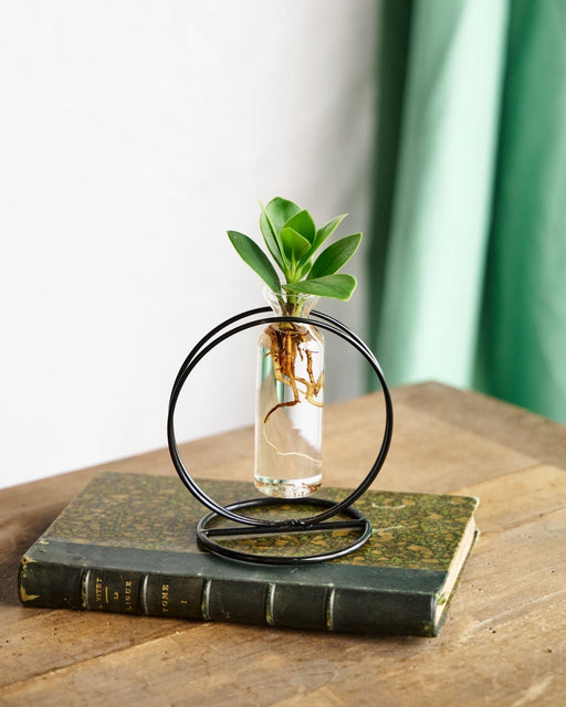 Clusia-Skæring I Hydrokultur