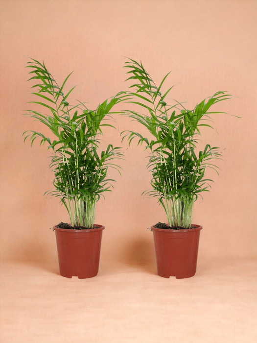 Æske - 2 Chamaedorea Elegans
