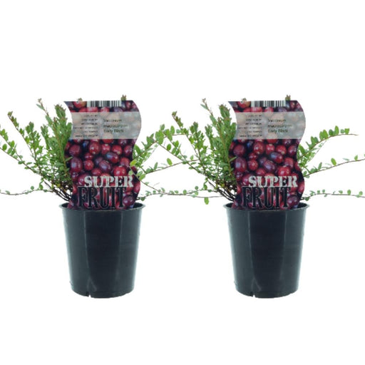 Æske - 2 Cranberry Vaccinium Early Black