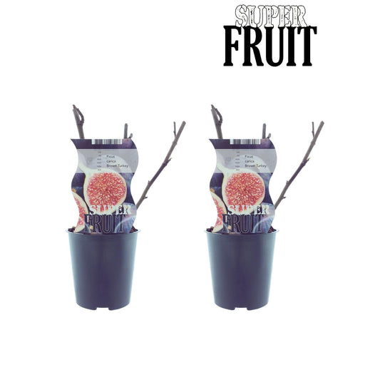 Æske - 2 Ficus Brune Kalkun Figentræer