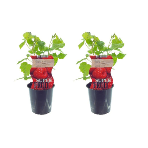 Æske - 2 Hindbærbuske Rubus Autumn Bliss