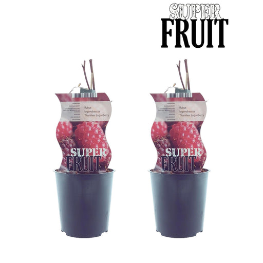 Æske - 2 Rubus Loganbær Hindbær