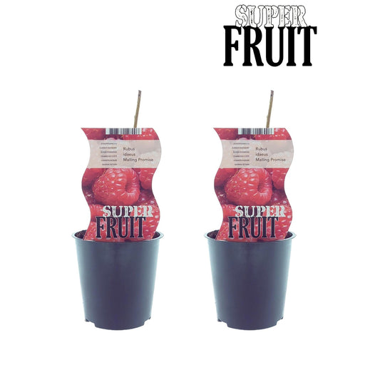 Æske - 2 Hindbærbuske Rubus Malling Løfte