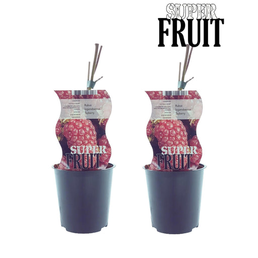 Æske - 2 Rubus Tayberry Hindbærbuske