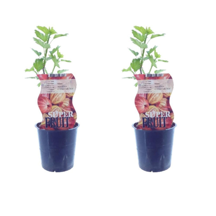 Æske - 2 Ribs Ribes Hinnonmaki Röd
