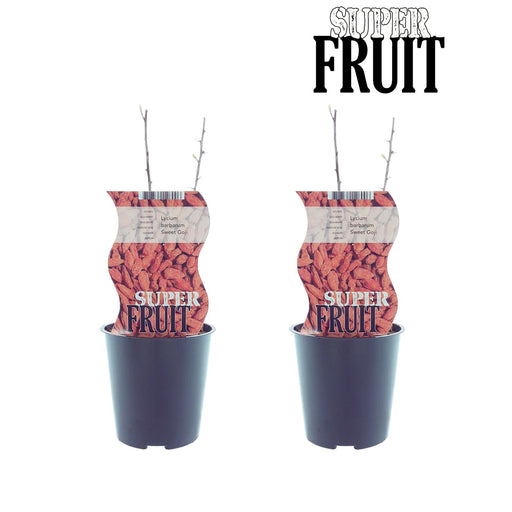 Æske - 2 Lycium Goji Berry