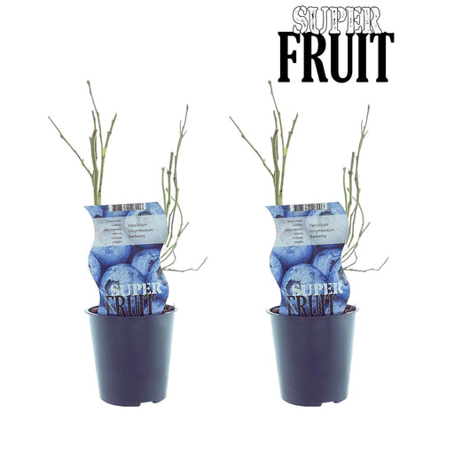 Æske - 2 Vaccinium Berkeley Blåbær