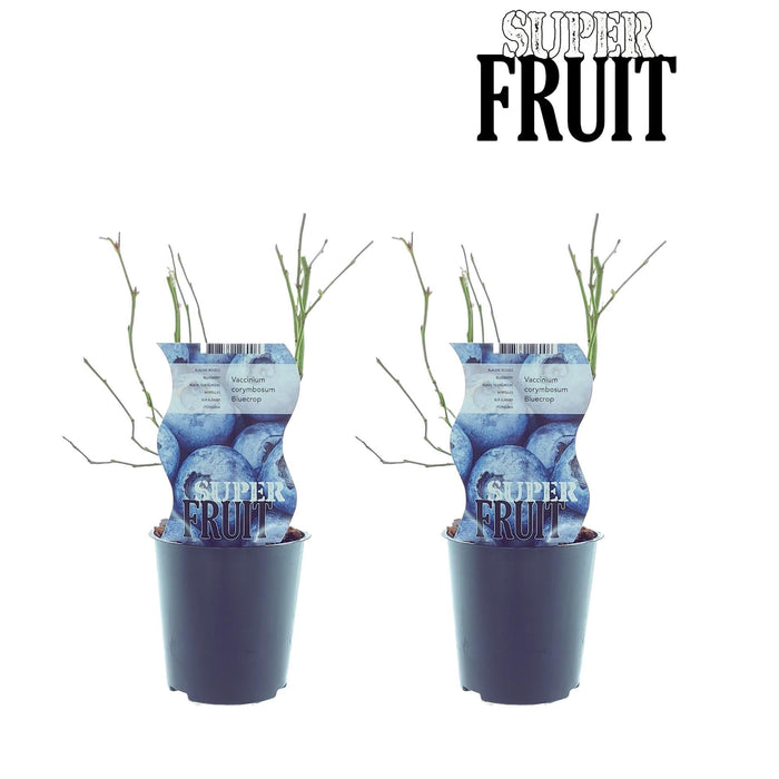 Æske - 2 Blåbær Vaccinium Bluecrop