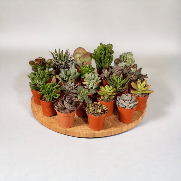 Æske 20 Babykaktus & Sukkulenter - 10Cm - Ø5,5