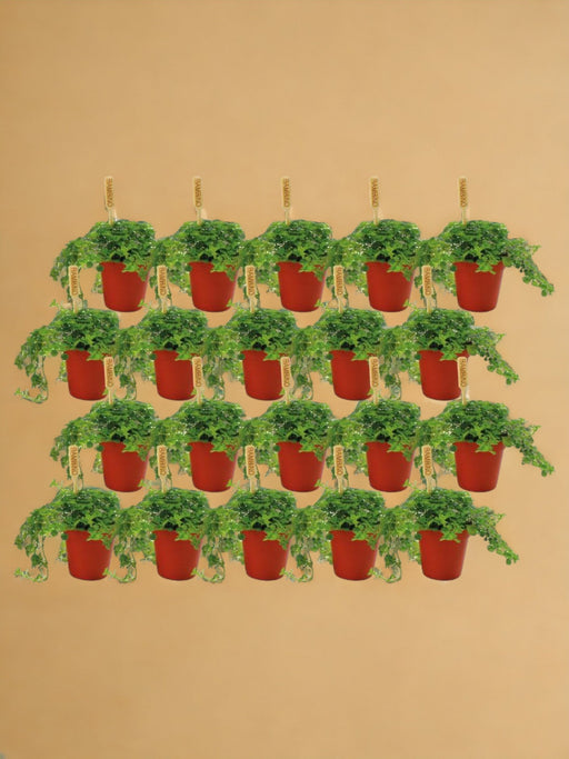 Æske - 20 Pilea Depressa