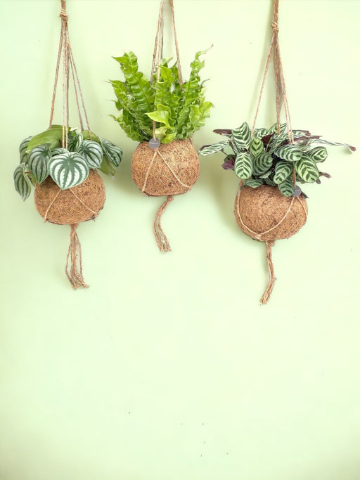 Æske - 3 Kokodama Jungle