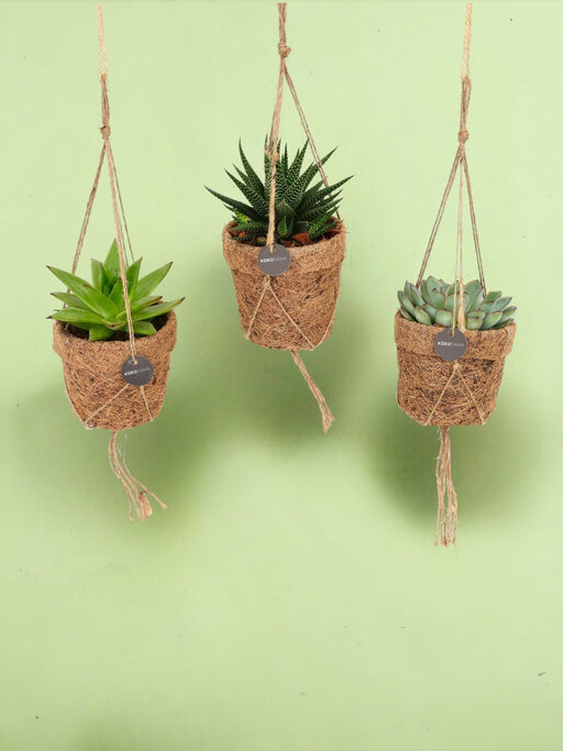 Æske - 3 Kokodama Sukkulenter