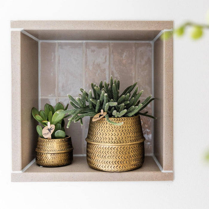 Æske 3 Rhipsalis Og Deres Gyldne Plantepotter - Ø9Cm - Indendørs Plante